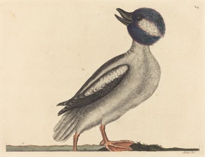Der Büffelkopfente von Mark Catesby