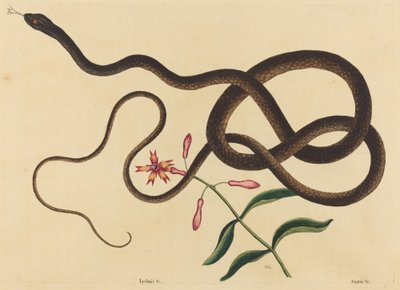 Die Peitschennatter (Coluber flagellum) von Mark Catesby