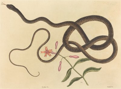 Die Peitschennatter (Coluber flagellum) von Mark Catesby