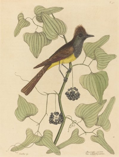 Der Haubenfliegenschnäpper Muscicapa cristata, veröffentlicht 1754 von Mark Catesby