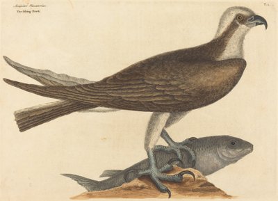 Der Fischadler (Falco haliaetus) von Mark Catesby