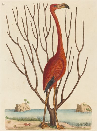 Der Flamingo Phoenicopterus ruber, veröffentlicht 1731-1743 von Mark Catesby