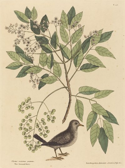Die Bodentaube (Columba passerina) von Mark Catesby
