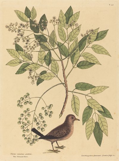Die Bodentaube Columba passerina von Mark Catesby
