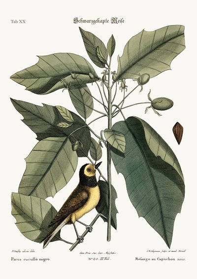 Die Haubenmeise, 1749-73 von Mark Catesby