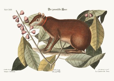 Der Java-Hase, 1749-73 von Mark Catesby