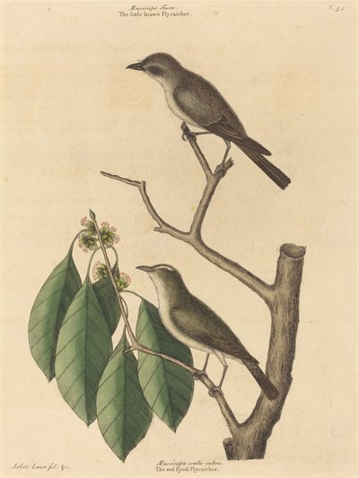 Der kleine braune Fliegenschnäpper, veröffentlicht 1731-1743 von Mark Catesby