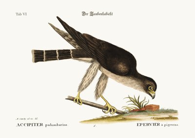 Der Taubenfalke, 1749-73 von Mark Catesby