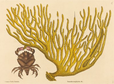 Die Rotklauenkrabbe (Cancer erythropus) von Mark Catesby