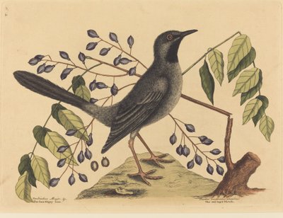 Die Rotbeinige Drossel (Turdus plumbeus) von Mark Catesby