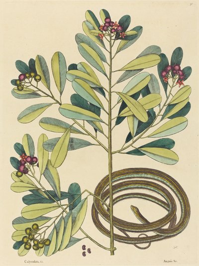 Das Bandnatter (Coluber saurita) von Mark Catesby