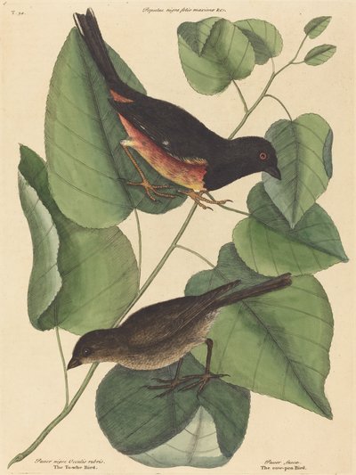 Der Towhe-Vogel (Fringilla erythrophthalma) von Mark Catesby