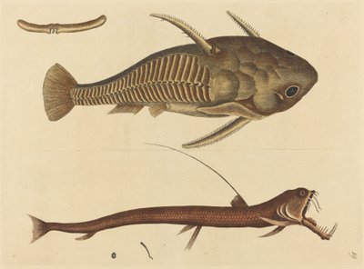 Der Vipernmaul-Silurus cataphractus, veröffentlicht 1731-1743 von Mark Catesby