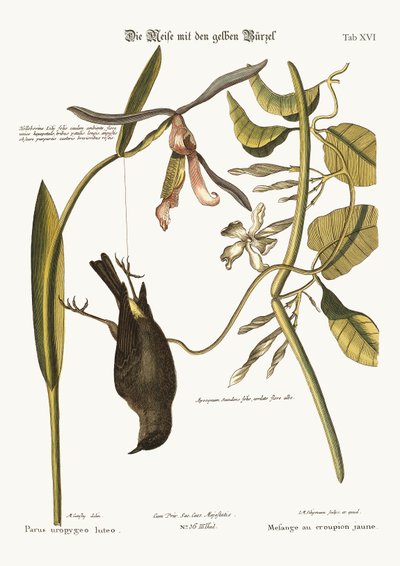 Der Gelbrumpf, 1749-73 von Mark Catesby
