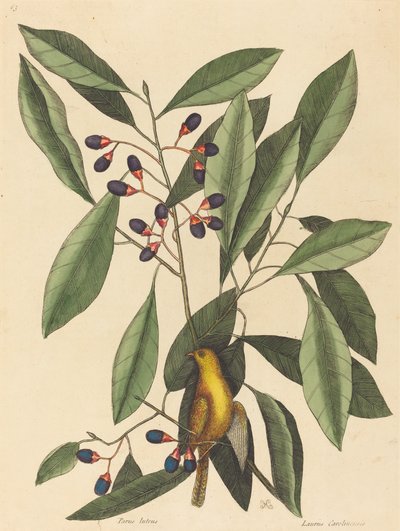 Die gelbe Meise von Mark Catesby