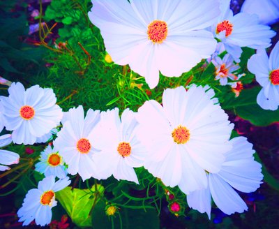 Blumen von Martina Konitzky