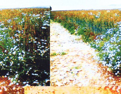 Feldweg von Martina Konitzky
