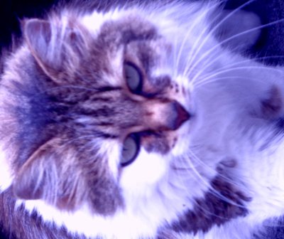 Kitty Lila von Martina Konitzky