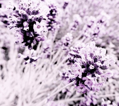 Lavendel Lila Silber von Martina Konitzky