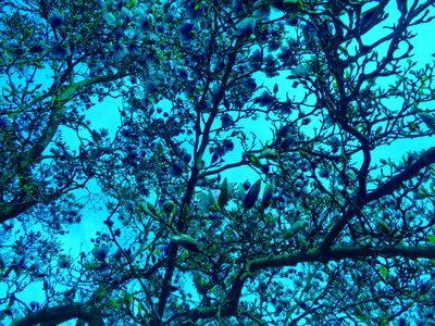 Magnolien blau von Martina Konitzky