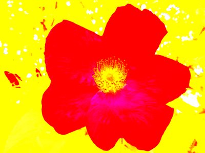 Popart Hommage Andy Warhol von Martina Konitzky