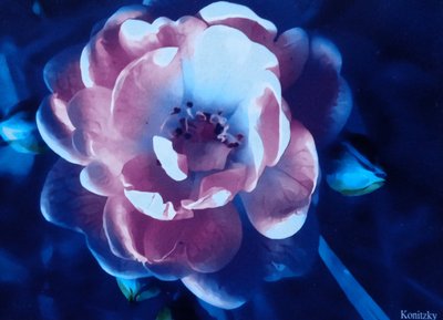Rose von Martina Konitzky