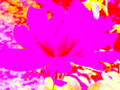 Rose Digitale Kunst von Martina Konitzky
