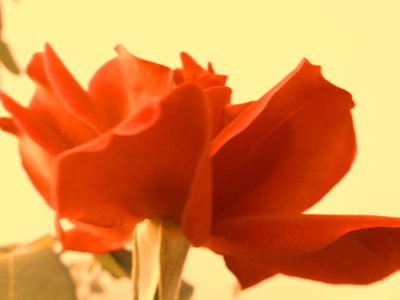 Rose Digitale Kunst von Martina Konitzky