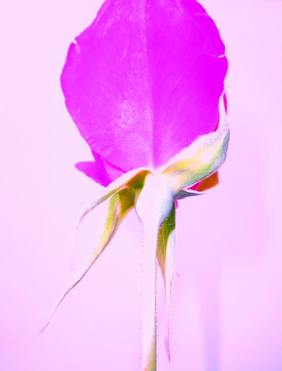 Rose Lila von Martina Konitzky