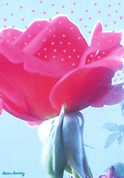 Rosa Pink von Martina Konitzky