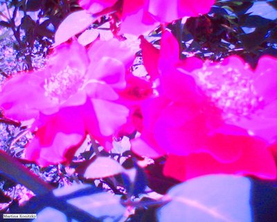 Rosen von Martina Konitzky