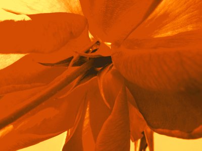 Rosenblüte von Martina Konitzky