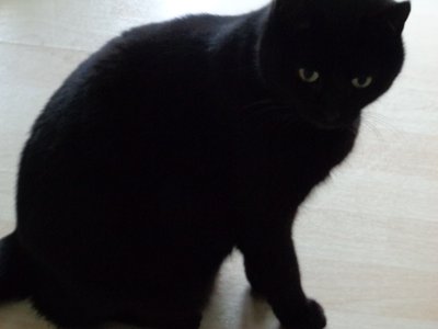 Schwarze Katze von Martina Konitzky