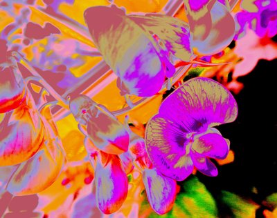 Sommerblumen von Martina Konitzky