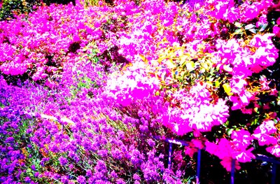 Vorgarten mit Rosen und Lavendel von Martina Konitzky