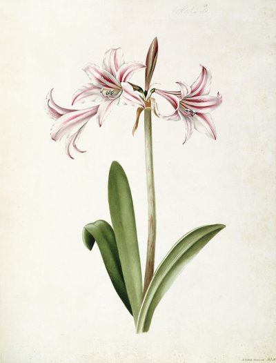 (Amaryllis) Vittata Formosa von Mary Elizabeth Rosenberg