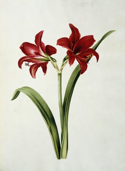 Rote Amaryllis von Mary Elizabeth Rosenberg