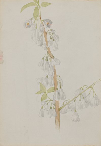 (Ohne Titel--Blumenstudie) von Mary Vaux Walcott