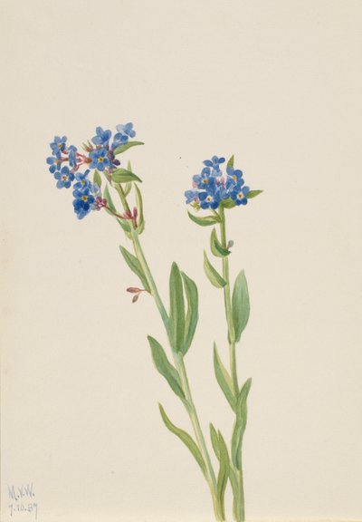 Alpen-Vergissmeinnicht (Myosotis alpestris) von Mary Vaux Walcott