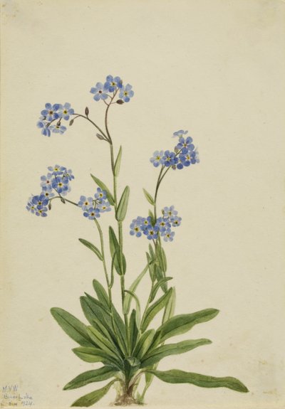 Alpen-Vergissmeinnicht (Myosotis alpestris) von Mary Vaux Walcott