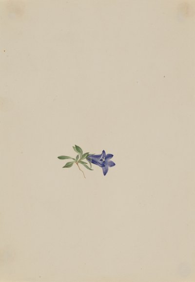 Alpen-Glockenblume Campanula lasiocarpa, n.d. von Mary Vaux Walcott