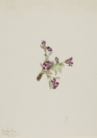 Alpen-Spitzkiel (Oxytropis podocarpa) von Mary Vaux Walcott