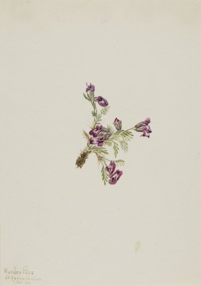Alpen-Spitzkiel Oxytropis podocarpa, 1916 von Mary Vaux Walcott