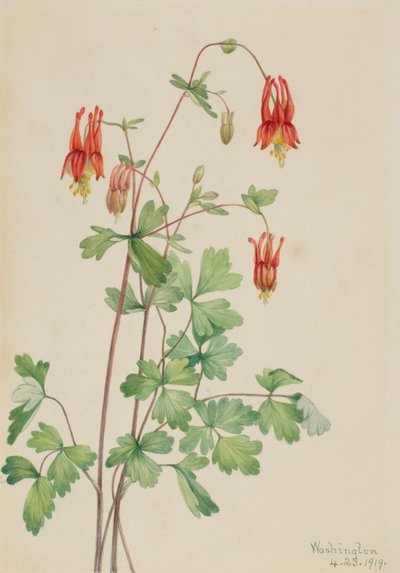 Amerikanische Akelei (Aquilegia canadensis) von Mary Vaux Walcott