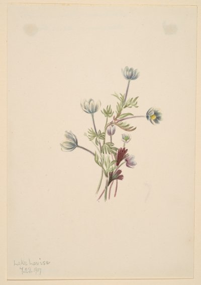 Anemone (Anemone drummondii) von Mary Vaux Walcott