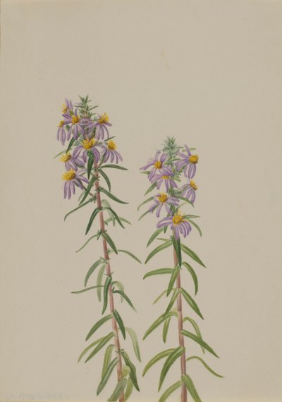 Aster Aster hirariifolius, 1923 von Mary Vaux Walcott