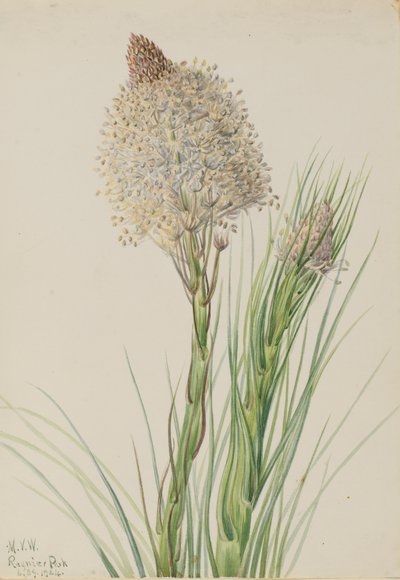 Bärengras, 1924 von Mary Vaux Walcott
