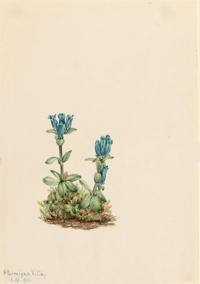 Blaugrüner Enzian Gentiana glauca, 1916 von Mary Vaux Walcott