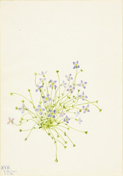 Bluets Houstonia serpyllifolia, 1934 von Mary Vaux Walcott