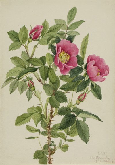 Bourgeau-Rose (Rosa bourgeauiana) von Mary Vaux Walcott